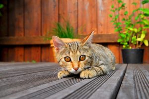 Jak zamontować taras drewniany? Instrukcja montażu