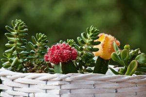 Ekologia i natura w domu czyli jakie kwiaty do donicy na taras?