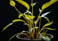 Błędy w uprawie roślin doniczkowych przy małym świetle: objawy, przyczyny i skuteczne korekty Błędy w uprawie roślin doniczkowych przy małym świetle: objawy, przyczyny i skuteczne korekty